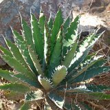 Agave xylonacantha